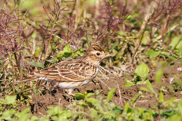 美しいヒバリ（ヒバリ科）
英名学名：Eurasian skylark (Alauda arvensis, family comprising skylarks)
コスモスフェスティバル（コスモスアリーナふきあげ）
埼玉県鴻巣市-2024

