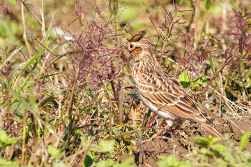 美しいヒバリ（ヒバリ科）
英名学名：Eurasian skylark (Alauda arvensis, family comprising skylarks)
コスモスフェスティバル（コスモスアリーナふきあげ）
埼玉県鴻巣市-2024
