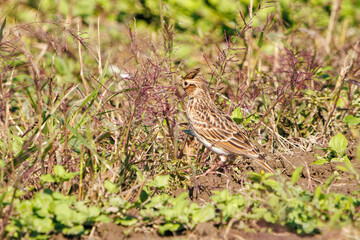 美しいヒバリ（ヒバリ科）
英名学名：Eurasian skylark (Alauda arvensis, family comprising skylarks)
コスモスフェスティバル（コスモスアリーナふきあげ）
埼玉県鴻巣市-2024
