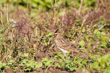 美しいヒバリ（ヒバリ科）
英名学名：Eurasian skylark (Alauda arvensis, family comprising skylarks)
コスモスフェスティバル（コスモスアリーナふきあげ）
埼玉県鴻巣市-2024
