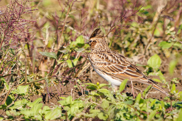 美しいヒバリ（ヒバリ科）
英名学名：Eurasian skylark (Alauda arvensis, family comprising skylarks)
コスモスフェスティバル（コスモスアリーナふきあげ）
埼玉県鴻巣市-2024
