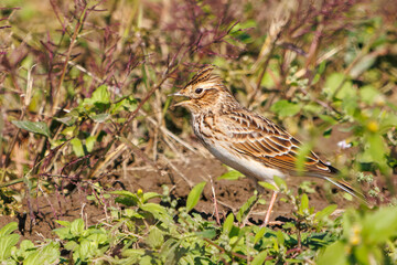 美しいヒバリ（ヒバリ科）
英名学名：Eurasian skylark (Alauda arvensis, family comprising skylarks)
コスモスフェスティバル（コスモスアリーナふきあげ）
埼玉県鴻巣市-2024
