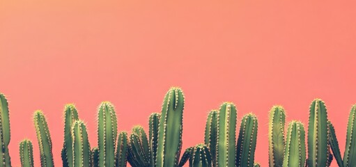 Lush green cacti against a vibrant coral backdrop.