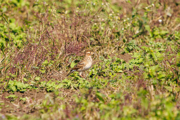美しいヒバリ（ヒバリ科）
英名学名：Eurasian skylark (Alauda arvensis, family comprising skylarks)
コスモスフェスティバル（コスモスアリーナふきあげ）
埼玉県鴻巣市-2024
