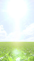 bright sun shines over lush green field with clear blue sky