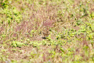 美しいヒバリ（ヒバリ科）
英名学名：Eurasian skylark (Alauda arvensis, family comprising skylarks)
コスモスフェスティバル（コスモスアリーナふきあげ）
埼玉県鴻巣市-2024
