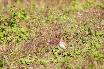 美しいヒバリ（ヒバリ科）
英名学名：Eurasian skylark (Alauda arvensis, family comprising skylarks)
コスモスフェスティバル（コスモスアリーナふきあげ）
埼玉県鴻巣市-2024
