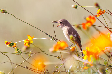 雌の花の中に佇む可愛いジョウビタキ（ヒタキ科）
英名学名：Daurian Redstart (Phoenicurus auroreus)

コスモスフェスティバル（コスモスアリーナふきあげ）
埼玉県鴻巣市-2024
