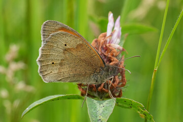 Low angle closeup on a European Meadow Brown butterfly, Maniola jurtina with closed wings in a grassland