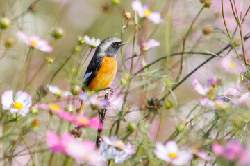 雄の
花の中に佇む可愛いジョウビタキ（ヒタキ科）
英名学名：Daurian Redstart (Phoenicurus auroreus)
コスモスフェスティバル（コスモスアリーナふきあげ）
埼玉県鴻巣市-2024
