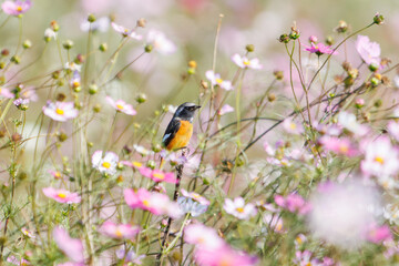 雄の
花の中に佇む可愛いジョウビタキ（ヒタキ科）
英名学名：Daurian Redstart (Phoenicurus auroreus)
コスモスフェスティバル（コスモスアリーナふきあげ）
埼玉県鴻巣市-2024
