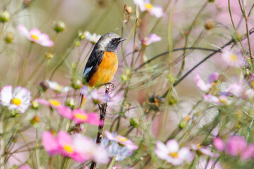 雄の
花の中に佇む可愛いジョウビタキ（ヒタキ科）
英名学名：Daurian Redstart (Phoenicurus auroreus)
コスモスフェスティバル（コスモスアリーナふきあげ）
埼玉県鴻巣市-2024

