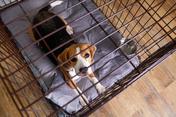 Beagle dog is lying in a cage. Wire crate for keeping and safe transportation of pets. Top view.