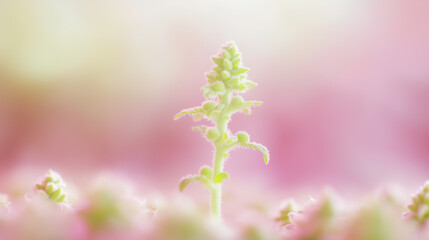 Pastel Dreams: A delicate, light green sprout stands tall against a soft, blurred pink and white backdrop, symbolizing growth, hope, and new beginnings.&nbsp;