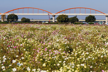 大芦橋と満開のコスモスが咲く、コスモスフェスティバル（コスモスアリーナふきあげ）
埼玉県鴻巣市-2024
