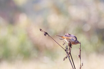 雌の飛び出し飛翔する可愛いジョウビタキ（ヒタキ科）
英名学名：Daurian Redstart (Phoenicurus auroreus)
コスモスフェスティバル（コスモスアリーナふきあげ）
埼玉県鴻巣市-2024

