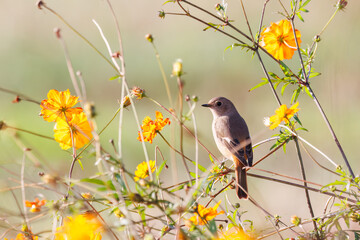 雌の花の中に佇む可愛いジョウビタキ（ヒタキ科）
英名学名：Daurian Redstart (Phoenicurus auroreus)
コスモスフェスティバル（コスモスアリーナふきあげ）
埼玉県鴻巣市-2024

