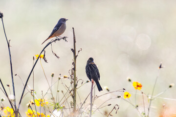 雌の花の中に佇む可愛いジョウビタキ（ヒタキ科）餌を探す可愛いホオジロ（ホオジロ科）

英名学名：Daurian Redstart (Phoenicurus auroreus)
Meadow Bunting (Emberiza cioides, family comprising buntings) 
コスモスフェスティバル（コスモスアリーナふきあげ）
埼玉県鴻巣市-2024
