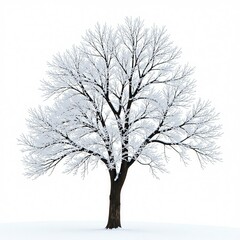 Obraz premium Frosty tree branches isolated on white background, isolated, snow