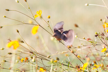 雌の飛び出し飛翔する可愛いジョウビタキ（ヒタキ科）
英名学名：Daurian Redstart (Phoenicurus auroreus)
コスモスフェスティバル（コスモスアリーナふきあげ）
埼玉県鴻巣市-2024

