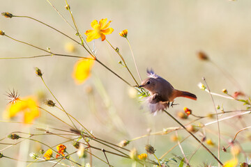 雌の飛び出し飛翔する可愛いジョウビタキ（ヒタキ科）
英名学名：Daurian Redstart (Phoenicurus auroreus)
コスモスフェスティバル（コスモスアリーナふきあげ）
埼玉県鴻巣市-2024

