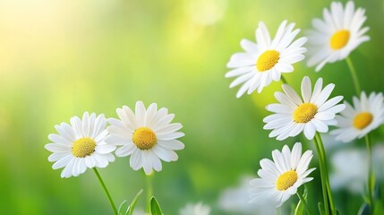 Obraz premium Blooming Daisies in a Green Meadow