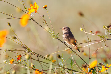 雌の花の中に佇む可愛いジョウビタキ（ヒタキ科）
英名学名：Daurian Redstart (Phoenicurus auroreus)
コスモスフェスティバル（コスモスアリーナふきあげ）
埼玉県鴻巣市-2024

