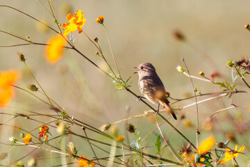 雌の花の中に佇む可愛いジョウビタキ（ヒタキ科）
英名学名：Daurian Redstart (Phoenicurus auroreus)
コスモスフェスティバル（コスモスアリーナふきあげ）
埼玉県鴻巣市-2024

