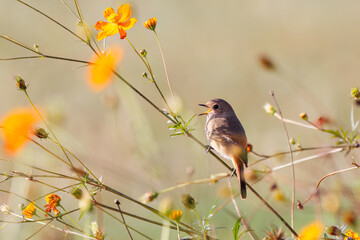雌の花の中に佇む可愛いジョウビタキ（ヒタキ科）
英名学名：Daurian Redstart (Phoenicurus auroreus)
コスモスフェスティバル（コスモスアリーナふきあげ）
埼玉県鴻巣市-2024

