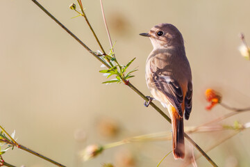 雌の花の中に佇む可愛いジョウビタキ（ヒタキ科）
英名学名：Daurian Redstart (Phoenicurus auroreus)
コスモスフェスティバル（コスモスアリーナふきあげ）
埼玉県鴻巣市-2024

