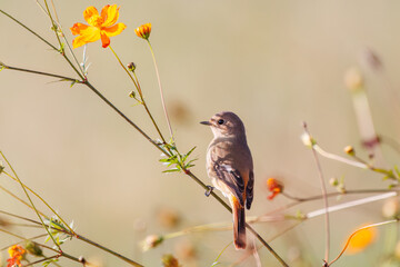 雌の花の中に佇む可愛いジョウビタキ（ヒタキ科）
英名学名：Daurian Redstart (Phoenicurus auroreus)
コスモスフェスティバル（コスモスアリーナふきあげ）
埼玉県鴻巣市-2024

