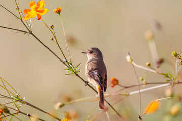 雌の花の中に佇む可愛いジョウビタキ（ヒタキ科）
英名学名：Daurian Redstart (Phoenicurus auroreus)
コスモスフェスティバル（コスモスアリーナふきあげ）
埼玉県鴻巣市-2024

