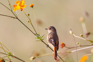 雌の花の中に佇む可愛いジョウビタキ（ヒタキ科）
英名学名：Daurian Redstart (Phoenicurus auroreus)
コスモスフェスティバル（コスモスアリーナふきあげ）
埼玉県鴻巣市-2024

