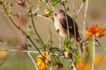 雌の花の中に佇む可愛いジョウビタキ（ヒタキ科）
英名学名：Daurian Redstart (Phoenicurus auroreus)
コスモスフェスティバル（コスモスアリーナふきあげ）
埼玉県鴻巣市-2024

