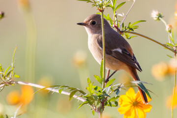 雌の花の中に佇む可愛いジョウビタキ（ヒタキ科）
英名学名：Daurian Redstart (Phoenicurus auroreus)
コスモスフェスティバル（コスモスアリーナふきあげ）
埼玉県鴻巣市-2024

