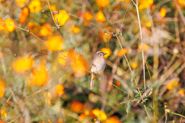 雌の花の中に佇む可愛いジョウビタキ（ヒタキ科）
英名学名：Daurian Redstart (Phoenicurus auroreus)
コスモスフェスティバル（コスモスアリーナふきあげ）
埼玉県鴻巣市-2024


