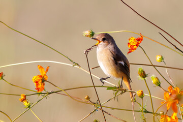 雌の花の中に佇む可愛いジョウビタキ（ヒタキ科）
英名学名：Daurian Redstart (Phoenicurus auroreus)
コスモスフェスティバル（コスモスアリーナふきあげ）
埼玉県鴻巣市-2024

