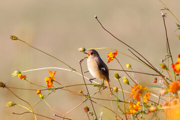 雌の花の中に佇む可愛いジョウビタキ（ヒタキ科）
英名学名：Daurian Redstart (Phoenicurus auroreus)
コスモスフェスティバル（コスモスアリーナふきあげ）
埼玉県鴻巣市-2024

