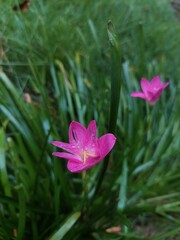Fototapeta premium Photography of Lily Flowers in the Garden