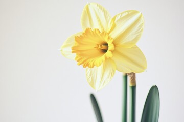 Fototapeta premium A bright yellow flower is displayed in a decorative vase, perfect for decorating tables or adding a pop of color to a room