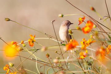 雌の花の中に佇む可愛いジョウビタキ（ヒタキ科）
英名学名：Daurian Redstart (Phoenicurus auroreus)
コスモスフェスティバル（コスモスアリーナふきあげ）
埼玉県鴻巣市-2024

