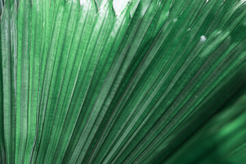Obraz premium Green texture of banana palm tree leaf. Close up nature background for design. Striped lines on palm leaves as abstract texture backdrop, natural aesthetic botanical pattern of tropical foliage