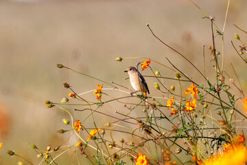 雌の花の中に佇む可愛いジョウビタキ（ヒタキ科）
英名学名：Daurian Redstart (Phoenicurus auroreus)
コスモスフェスティバル（コスモスアリーナふきあげ）
埼玉県鴻巣市-2024

