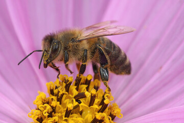 Natural detailed closeup on a hairy European worker honeybee, Apis mellifera on a purple Cosmos flower in the garden