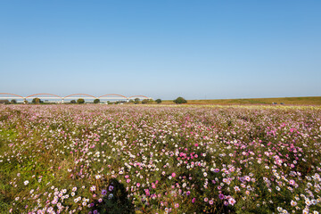 大芦橋と満開のコスモスが咲く、コスモスフェスティバル（コスモスアリーナふきあげ）
埼玉県鴻巣市-2024
