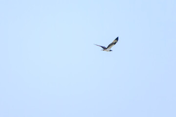 ミサゴ, タカ科, 猛禽, 渡り鳥, 飛ぶ, 飛び立つ, 羽ばたく, 野鳥, 野鳥観察, バードウォッチング, 屋外, 空, 景色, 自然, 風景, 望遠, 鳥, 鳥類, 野生生物, かわいい, くちばし, 翼, 羽根, 羽毛, 視線, 動物, 可愛い, 羽, 野生動物, 美しい, 自然保護, 環境保護, 草原, ヨシ原, 湿地帯, 川, 池, 水辺, 沼, 里山, ウォーキング, ハイキング, 