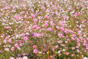 大芦橋と満開のコスモスが咲く、コスモスフェスティバル（コスモスアリーナふきあげ）
埼玉県鴻巣市-2024
