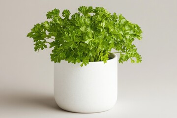 Fototapeta premium A potted plant sits on a table with a white ceramic container