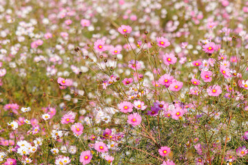 大芦橋と満開のコスモスが咲く、コスモスフェスティバル（コスモスアリーナふきあげ）
埼玉県鴻巣市-2024

