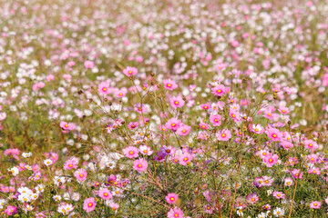 大芦橋と満開のコスモスが咲く、コスモスフェスティバル（コスモスアリーナふきあげ）
埼玉県鴻巣市-2024

